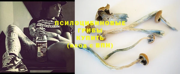 шишки Няндома
